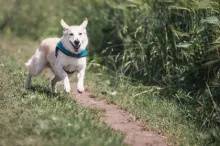 Handmade Pet Accessories