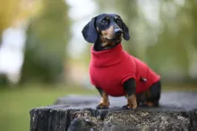 Pet Clothing