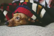 Pet Beds & Comfort