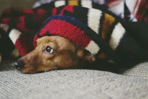 Pet Beds & Comfort