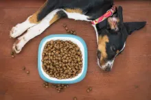 Pet Bowls