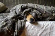 Custom  Pet  Apparel